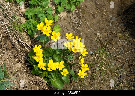 Gelbe Marsh Marigold Caltha palustris Stockfoto