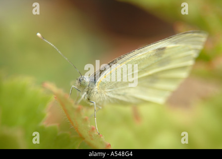 Schmetterling sitzt auf einem grünen Blatt Stockfoto