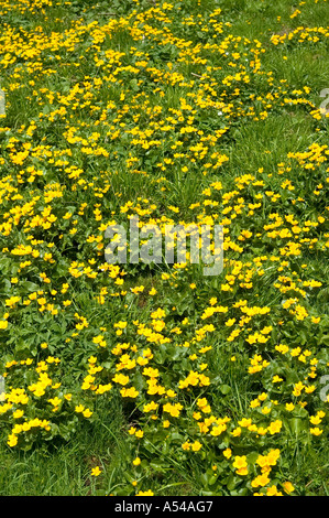 Gelbe Marsh Marigold Caltha palustris Stockfoto