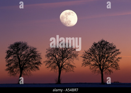 Mond und Silhouetten von 3 Bergahorn Bäume in der Dämmerung Stockfoto