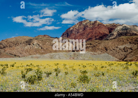 Bereich der Wüste Sonnenblumen in Bloom mit amargosa Range im Hintergrund Death Valley National Park, Kalifornien, USA Stockfoto