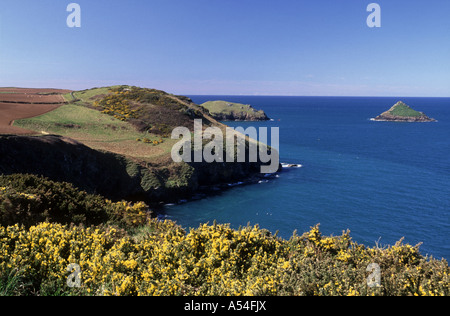 Der Bürzel einem North Cornwall.  XPL 4754-446 Stockfoto