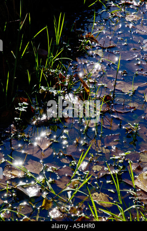 Körper von Wasser Mit Laub Starnberger See Bayern Deutschland Stockfoto