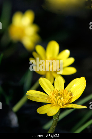 Ranunculus Ficaria dreiste Luder Stockfoto