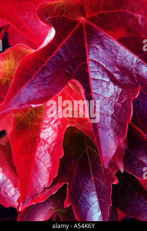 Roten Herbstfarben von Boston-Efeu Blätter Parthenocissus tricuspidata Stockfoto