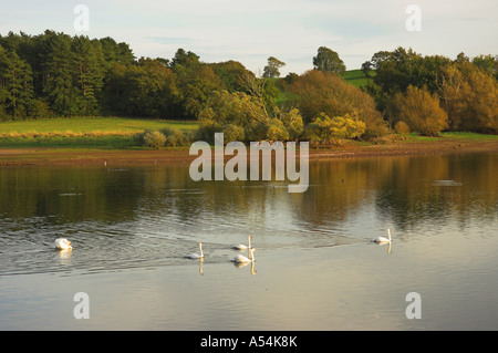 Weiße Schwäne auf Blagdon See Herbst Somerset England Stockfoto