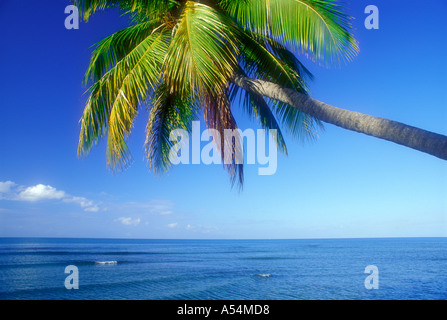 Palme über ruhige Meerwasser Puerto Rico-Karibik Stockfoto