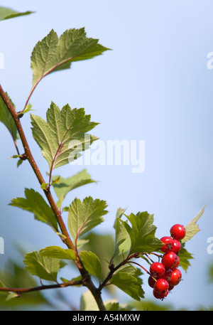 Weißdorn (Crataegus) Zweig mit Beeren Stockfoto