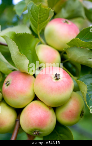 Eine enge Reihe von Reife, rote und gelbe Äpfel am Baum Apfelzweig Stockfoto