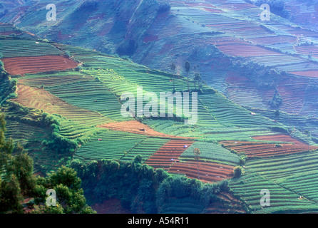 Hänge voller Teeplantagen in der Nähe von dem Dieng Plateau in Zentral-Java Indonesien Stockfoto