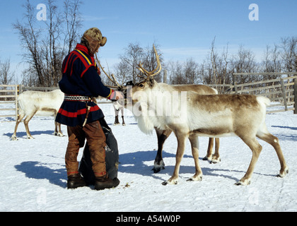 Nils-Ante Kuhumen Sami Lapp Rentierzüchter tragen traditionelle handgefertigten Kleidung, die Fütterung seiner Herde in Schwedisch-Lappland Stockfoto