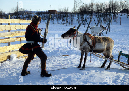 Nils Ante Kuhumen Sami Lapp Rentierzüchter auf seine traditionellen Schlitten gezogen von Rentieren im schwedischen Lappland Polarkreis Stockfoto