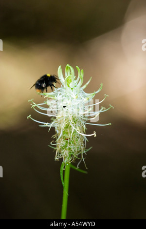 Spiked horned Rapunzeln Phyteuma Spicatum Deutschland Stockfoto