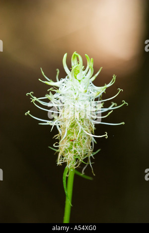 Spiked horned Rapunzeln Phyteuma Spicatum Deutschland Stockfoto