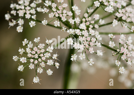 Boden Elder Aegopodium Podagraria Deutschland Stockfoto