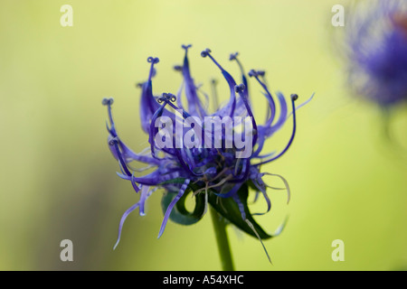 Rundköpfigen Rapunzeln Phyteuma orbiculare Stockfoto