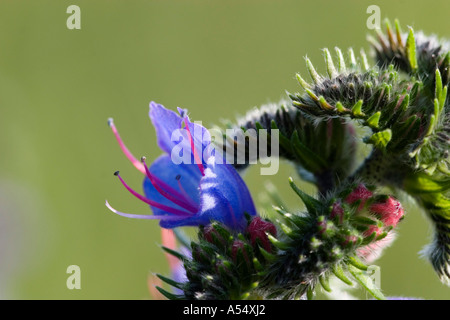 Blume des Viper's Bugloss Echium Vulgare Deutschland Stockfoto