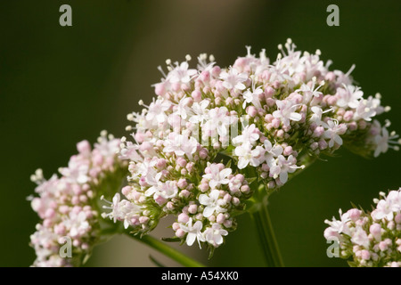 Baldrian Valeriana Officinalis Heilpflanze Deutschland Stockfoto