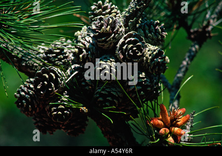 Tannenzapfen Blume Gipfel des Baumes Edgartown MA Stockfoto