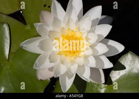 Seerose Seerose Nymphaea alba Stockfoto