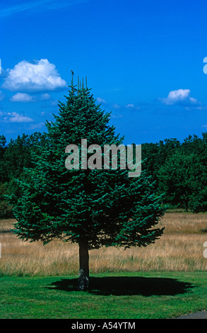 Einsamer Baum und Wolken MA Stockfoto