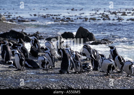 Pinguine am Boulders Beach in Simonstown Südafrika Stockfoto