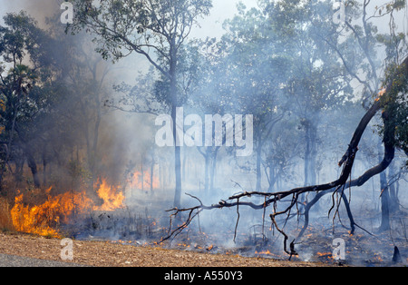 Bush Brand im Litchfield National Park, Australien Stockfoto