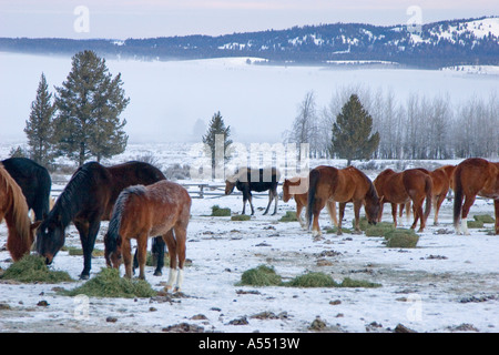 Dreieck X Ranch in Grand Teton Nationalpark Stockfoto