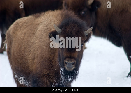 Yellowstone National Park Wyoming Bisons im winter Stockfoto