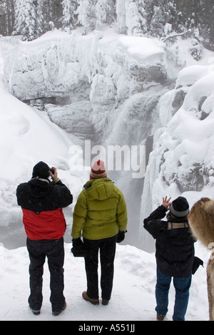 Elch fällt im Yellowstone National Park Stockfoto