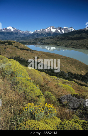 Blick über See Paine, Torres del Paine Nationalpark, Patagonien, Chile. Gelbe Sträucher sind Mullinum spinosum Stockfoto