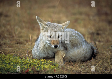 Patagonische Grey Fox (Pseudalopex früh), Nationalpark Torres del Paine, Chile Stockfoto