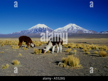 Alpakas (Vicugna pacos) grasen auf Ichu Gras (Jarava ichu), Payachatas Vulkane im Hintergrund, Sajama Nationalpark, Bolivien Stockfoto