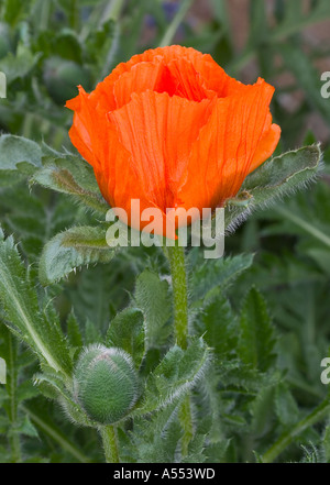 GEMEINSAMER NAME: Mohn - Oriental LATIN NAME: Papaver Orientale Stockfoto