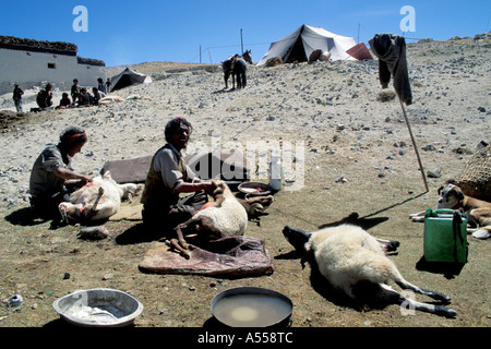 Nomaden Schlachtung Schafe Tibet Stockfoto