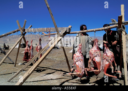 Nomaden Schlachtung Schafe Tibet Stockfoto