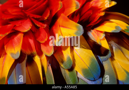 Scarlet macaw Federn, Parque das Aves, Foz do Iguacu, Brasilien Stockfoto