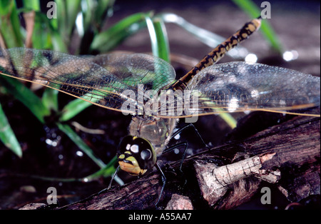 Australische Libelle auf Zweig über Wasser Stockfoto