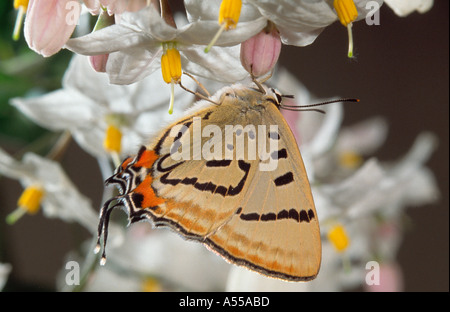 Imperial blue hairstreak Schmetterling mit Jasminblüten Stockfoto