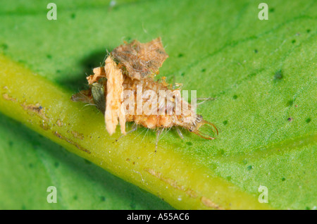 Florfliegen-Larven mit Verschleierung Trümmer auf dem Rücken Stockfoto