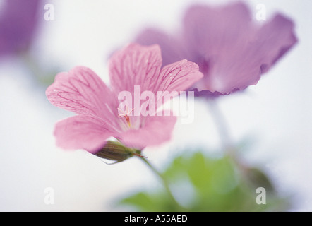 Nahaufnahme von rosa und lila Geranien Blumen Stockfoto