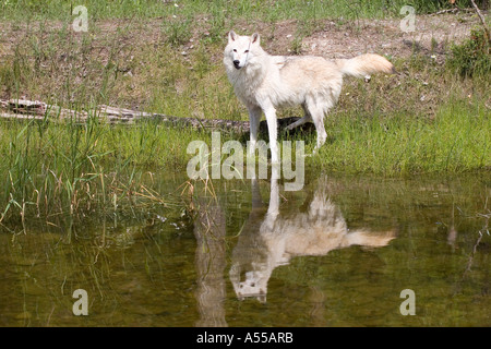 Wolf-Spiegelung im Wasser Stockfoto
