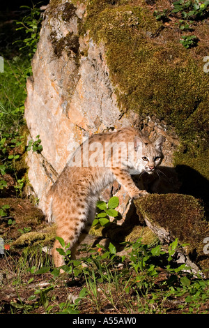 Bobcat auf Suche Stockfoto