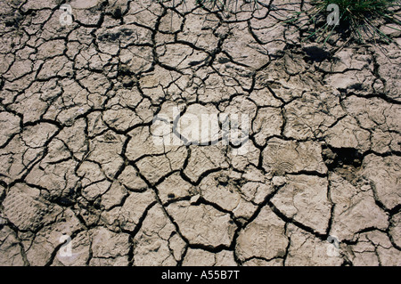 Getrocknete und rissig Schlamm Stockfoto