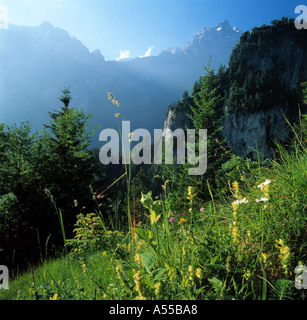 Alm am Morgen Alpes Kanton Uri, Schweiz Stockfoto