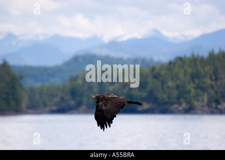 Juvenile Weißkopf-Seeadler über dem Wasser fliegen Stockfoto