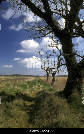 FEUCHTGEBIETE VON DER MÜNDUNG DES FLUSSES ALDE IN DER NÄHE VON EAST ANGLIA IN ENGLAND SNAPE UND IKEN SUFFOLK Stockfoto