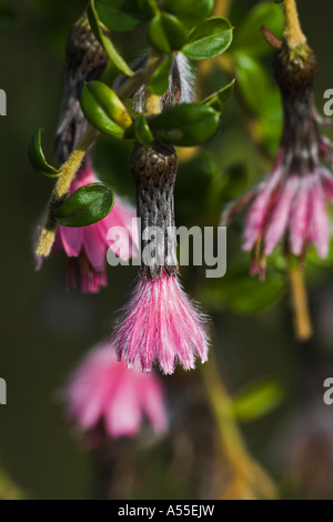 Nationaler Botanischer Garten von Wales The Middleton Estate Lobelia Tupa Campanulaceae Devils Tabak Stockfoto