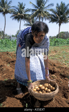 Painet ik0461 Indien Ernte Kartoffeln Mulbaghal Karnataka 2003 Land entwickeln Nation wirtschaftlich entwickelten Kultur Stockfoto