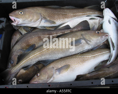 Frisch gefangener Kabeljau im Nordmeer, der in Fischkiste liegt und in britischen Gewässern gefischt wird Stockfoto